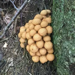 shaggy scalycap thumbnail 1