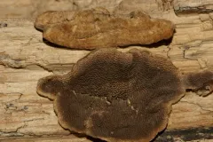 Trametes villosa thumbnail 2