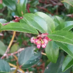 Evergreen Huckleberry thumbnail 2