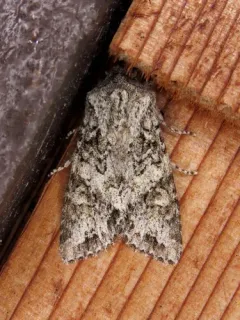 Egira cognata thumbnail 2