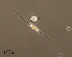 Cylindrotheca closterium thumbnail 2