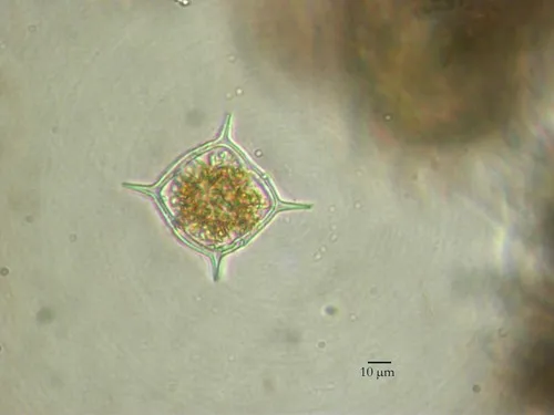 Dictyocha fibula