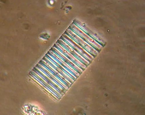 Fragilaria capucina