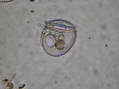 Phalacroma rotundatum