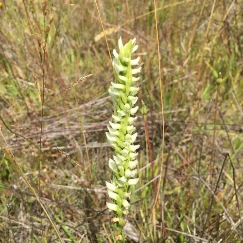 Hooded Ladies' Tresses