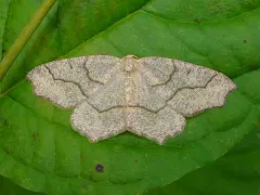 Hemlock Looper Moth thumbnail 4