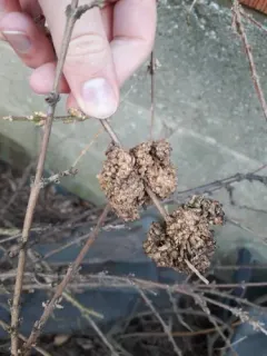 Olive Knot thumbnail 3
