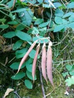 Pacific pea thumbnail 2