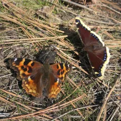 Compton Tortoiseshell thumbnail 1
