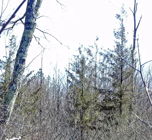 Atlantic white cedar