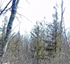 Atlantic white cedar thumbnail 1