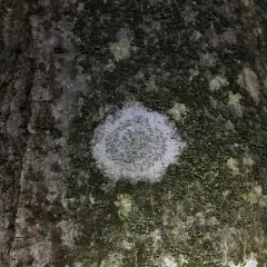 Common Script Lichen thumbnail 4