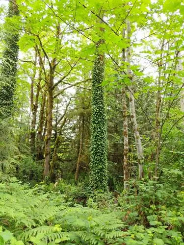 Persian Ivy