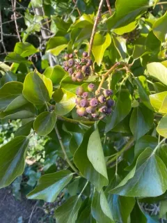 Canary Islands Ivy thumbnail 2