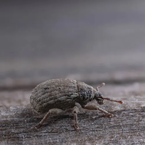 Crusted root weevil