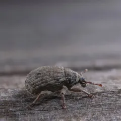 Crusted root weevil thumbnail 1