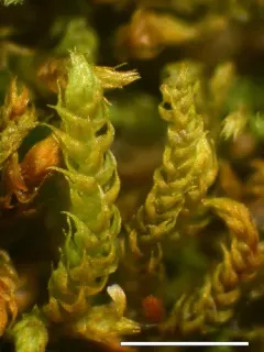 Whipple's claopodium moss thumbnail 4