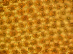 California Pseudobraunia Moss thumbnail 2