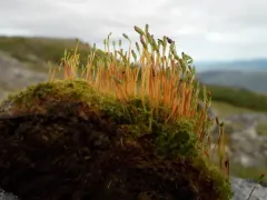 Round-fruited Collar-moss thumbnail 2
