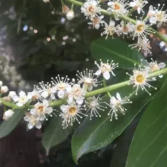 Cherry laurel thumbnail 3