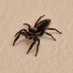 California Flattened Jumping Spider thumbnail 2