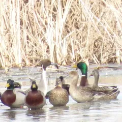 Northern Pintail thumbnail 2