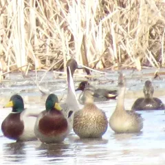Green-winged Teal thumbnail 2