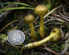 Cortinarius thiersii thumbnail 4