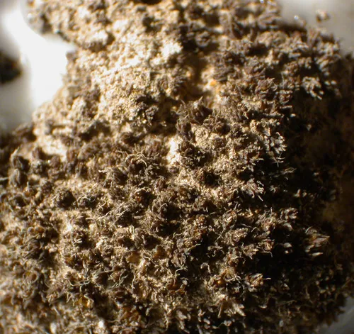 Steppe Screw-Moss