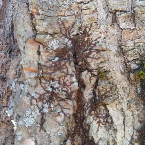 New York Scalewort