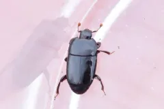 Platylomalus aequalis thumbnail 2