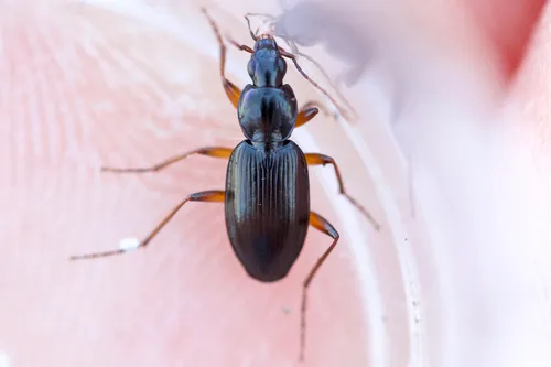 Gracious Ground Beetle