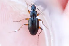 Gracious Ground Beetle thumbnail 1