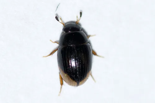 Spot-headed Water Scavenger Beetle