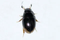 Spot-headed Water Scavenger Beetle thumbnail 1
