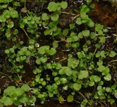 Pacific golden-saxifrage thumbnail 1