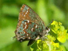 Hessel's Hairstreak thumbnail 2