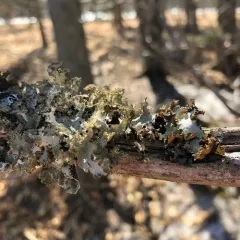 Varied Rag Lichen thumbnail 3