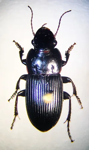 Harpalus providens