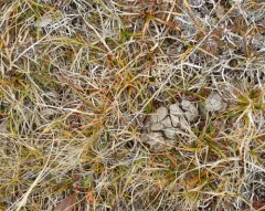 Muskox thumbnail 2