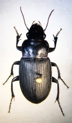 Harpalus lewisii thumbnail 4