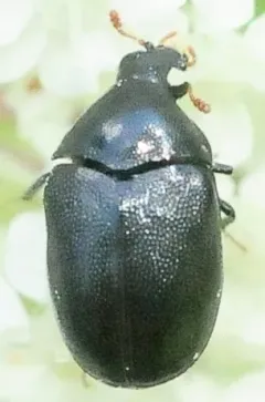 Orphilus ater thumbnail 2