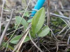simple campion thumbnail 2