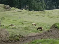 Domestic Goat thumbnail 1