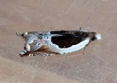 Ancylis spiraeifoliana thumbnail 1
