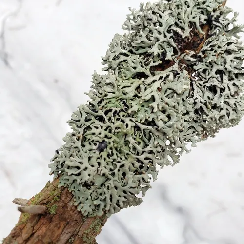 Lattice Tube Lichen