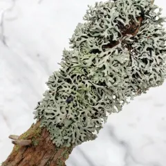 Lattice Tube Lichen thumbnail 1