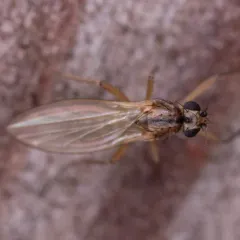 Small Grass Fly thumbnail 2