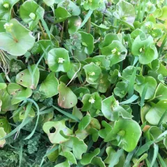miner's lettuce thumbnail 3