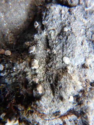 Acarospora moenium